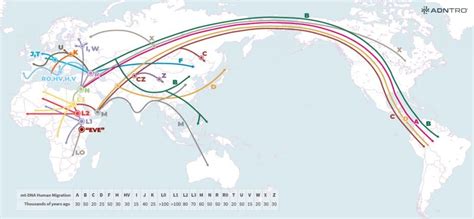 maternal haplogroup|maternal haplogroup map.